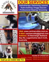 Puppy Swimming Lessons in Brisbane image 1